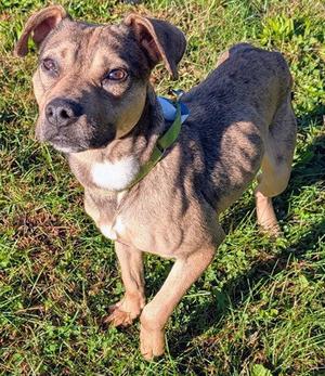 HUDSON, Pit Bull Terrier, adult, available for adoption
