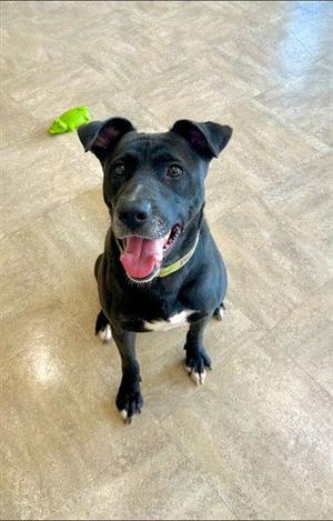 AUNT B, Labrador Retriever / Pit Bull Terrier, adult, available for adoption