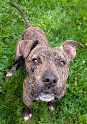 DENNIS THE MENACE, Pit Bull Terrier, adult, available for adoption