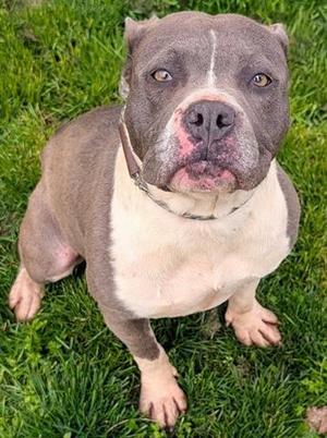 IVY, Pit Bull Terrier, adult, available for adoption