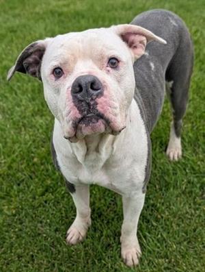 CUPCAKE, American Bulldog, adult, available for adoption
