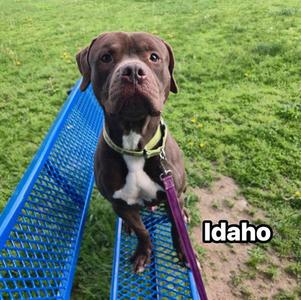 IDAHO, American Staffordshire Terrier, adult, available for adoption
