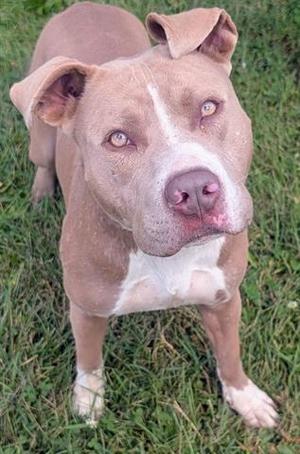 A brown and white pit bull terrier standing on grass, looking up at the camera with a curious expression.