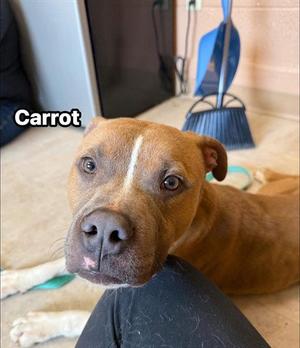 CARROT, Pit Bull Terrier, young, available for adoption