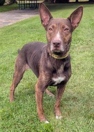 A brown dog with large ears and a white patch on its chest standing on a grassy lawn.