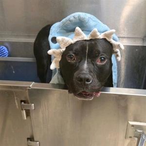 CAROB, American Staffordshire Terrier, adult, available for adoption