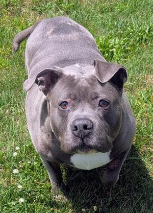 GABBY, Pit Bull Terrier, adult, available for adoption