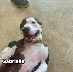 GABRIELLE, Pit Bull Terrier, adult, available for adoption