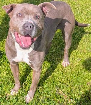 CLYDE, Pit Bull Terrier, adult, available for adoption