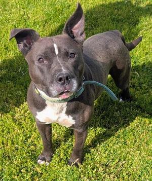 DAYTON, Pit Bull Terrier, adult, available for adoption