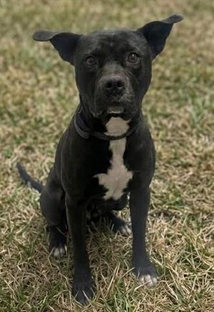 BROCK, Pit Bull Terrier, adult, available for adoption