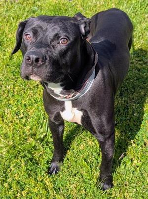 AZALEA, Pit Bull Terrier, young, available for adoption