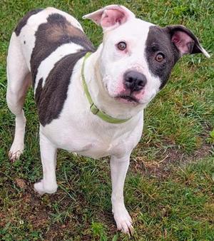 ETHEL, Labrador Retriever, adult, available for adoption
