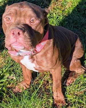 ASH, Pit Bull Terrier, adult, available for adoption