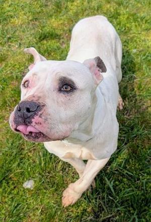 HARLEY QUINN, Pit Bull Terrier, adult, available for adoption