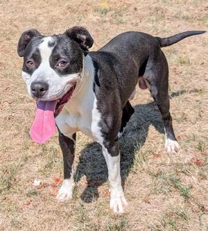 GONZALES, American Bulldog / American Pit Bull Terrier, adult, available for adoption