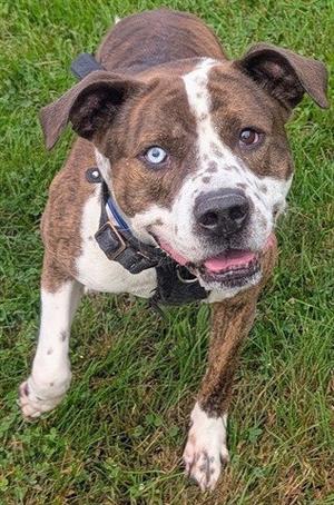 BOOMERANG, Pit Bull Terrier, adult, available for adoption