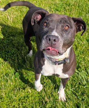 BONNIE, Pit Bull Terrier, senior, available for adoption