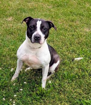DORIS, American Staffordshire Terrier, adult, available for adoption