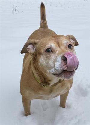 A brown dog with a pink tongue sticking out, standing in the snow.