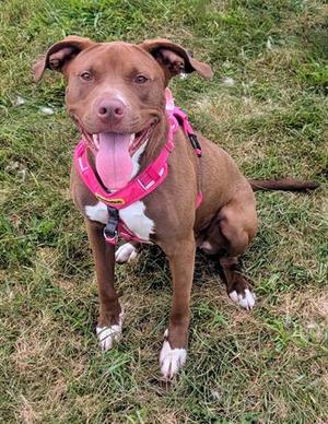 BRITTNEY, Pit Bull Terrier, adult, available for adoption