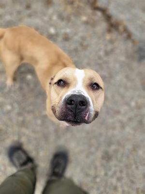 A dog looking up at the camera.